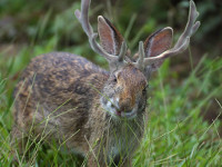 Western Jackalope